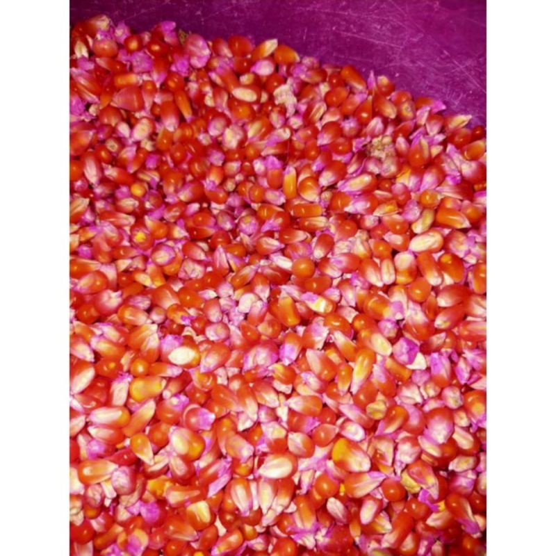 BENIH JAGUNG KRISTAL 1KG SUPER UNGGUL