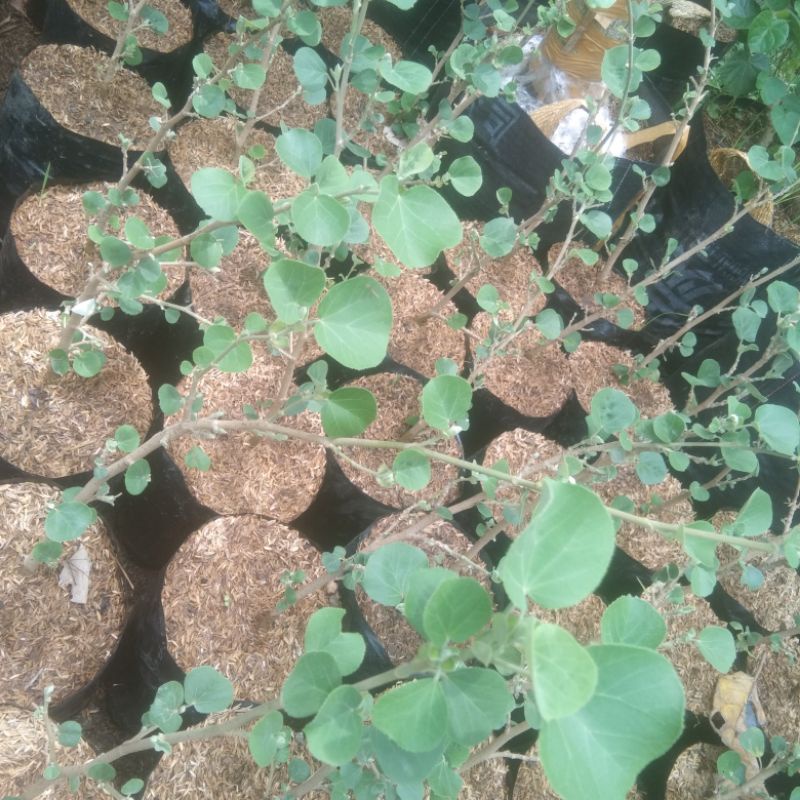 bibit bonsai waru jepang