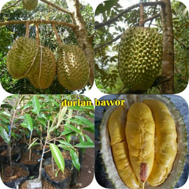 87 Gambar Okulasi Durian Paling Keren