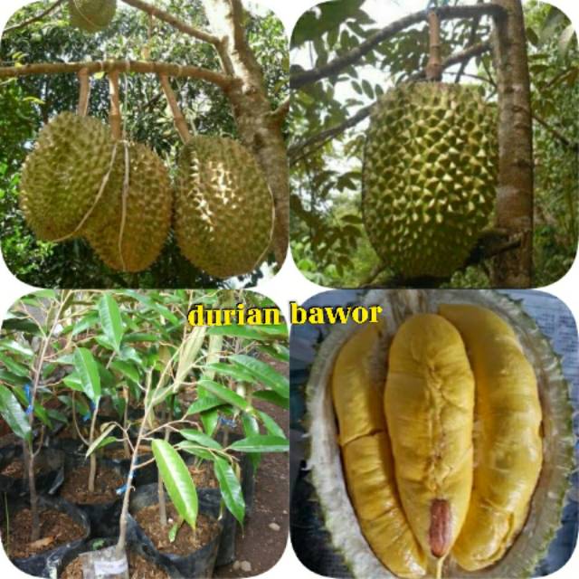 Unduh 9500 Gambar Durian Mimang  Gratis