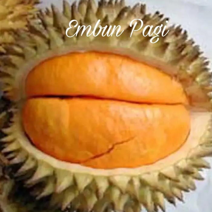 Bibit Buah Durian Elai Okulasi/ Durian Lai Asal Kalimantan (Ready Stok Yaa & Jaminan REFUND 100% Pas