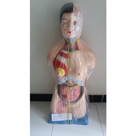 

Torso Wanita Setengah Tubuh