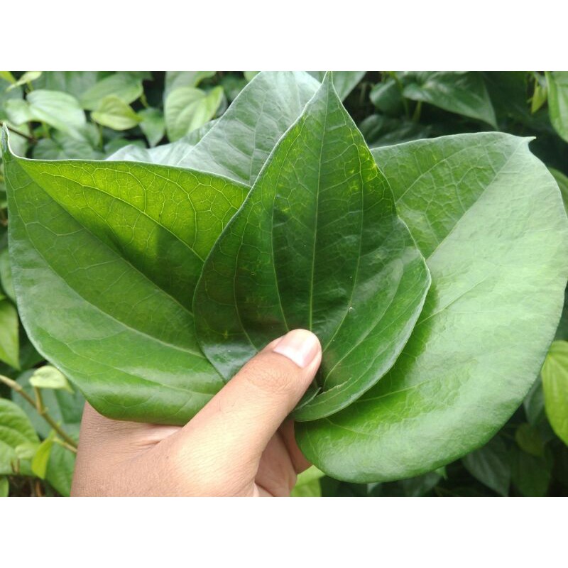 

daun sirih/suruh fresh langsung petik