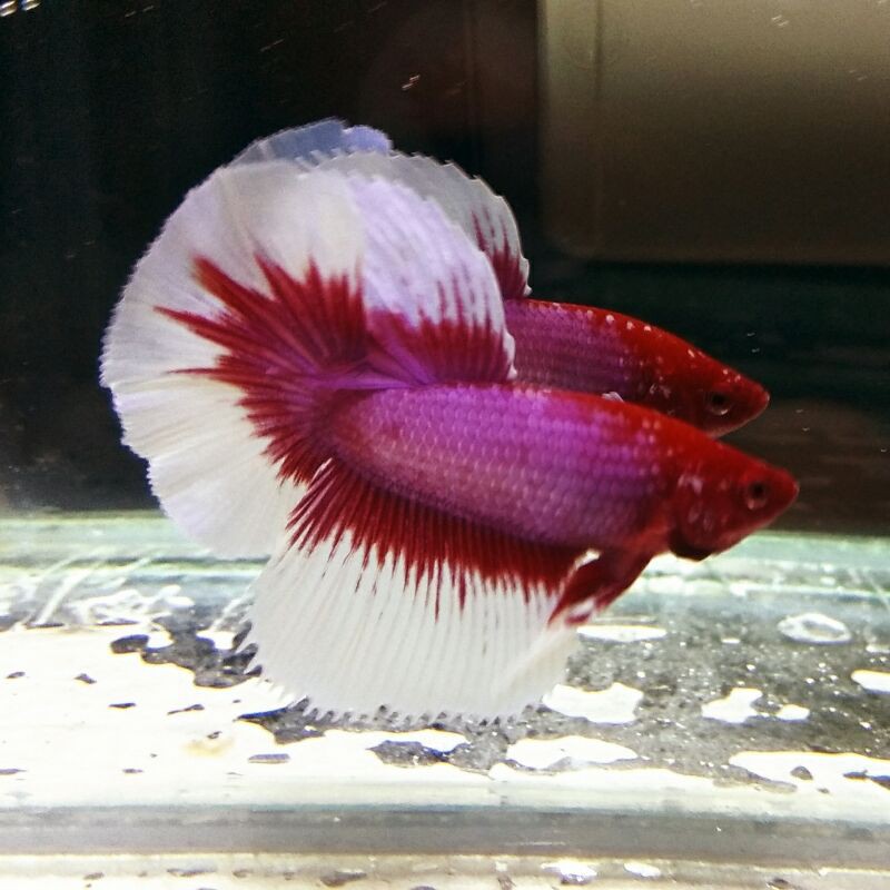 CUPANG HALFMOON BIG EAR LAVENDER BUTTERFLY SIZE L