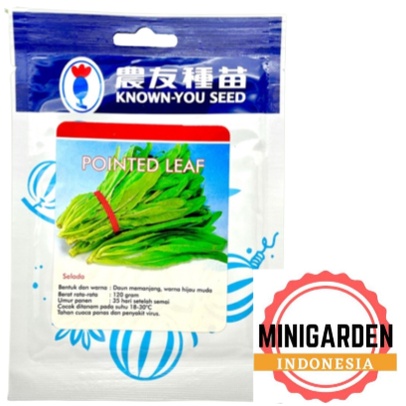 SELADA POINTED LEAF 500 GRAM PACK BESAR benih biji bibit selada wangi hijau siomak fumak f1 hibrida known you seed