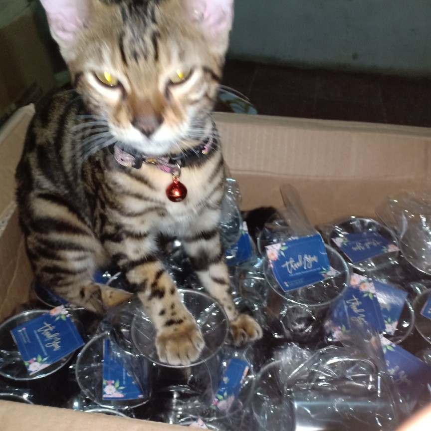 Souvenir Gelas Stainless Kemas Plastik