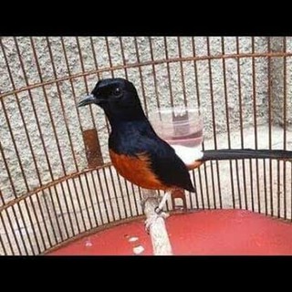 Pet Murai Batu Murai Batu Medan Sumatra Muda Hutan Perawatan