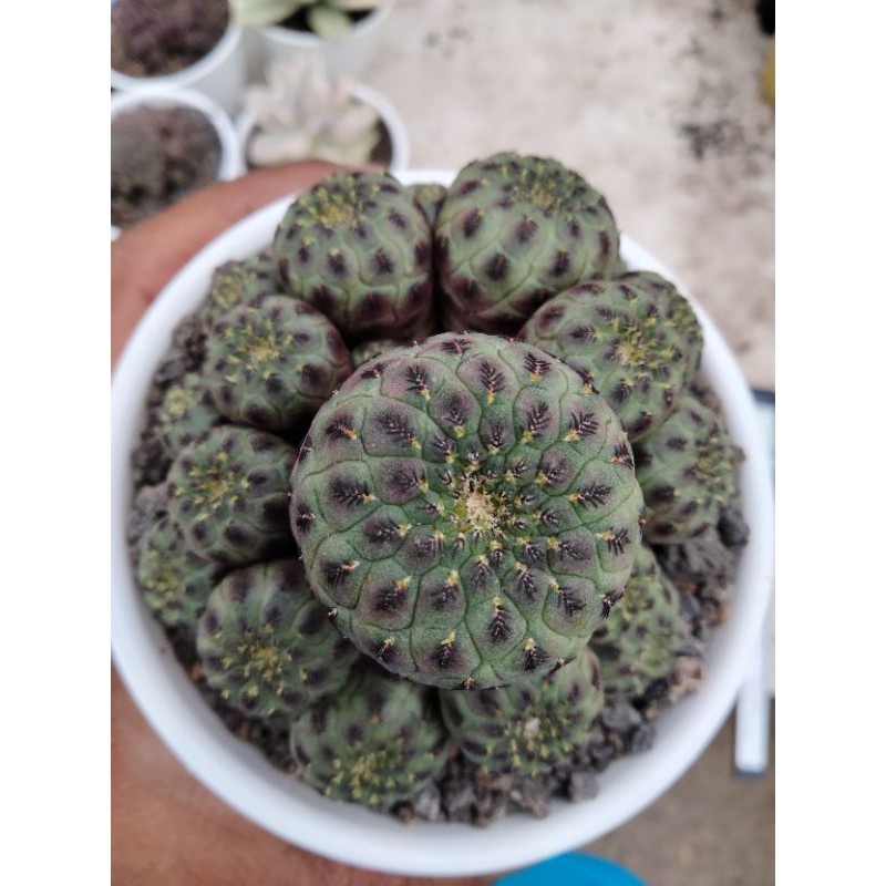 

sulcorebutia import merah ownroot