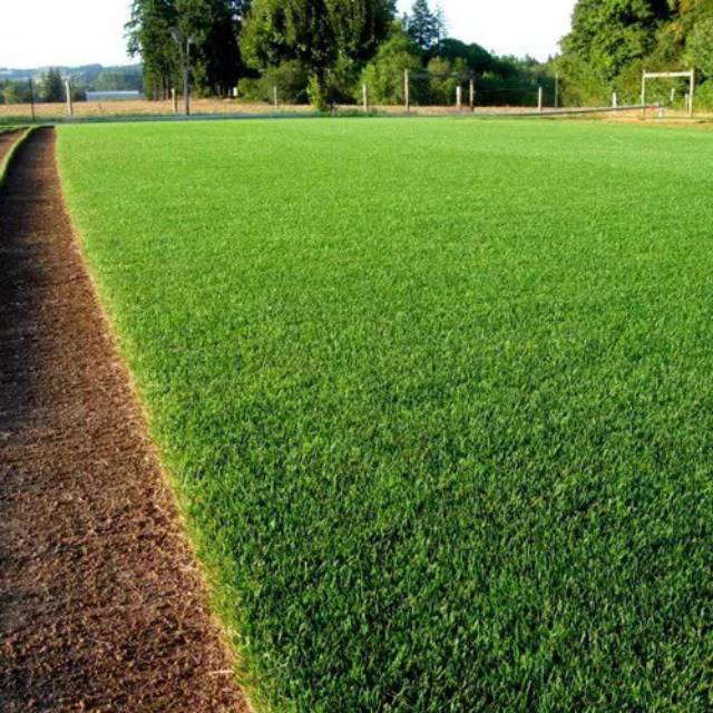 PROMO 100 GRAM Biji rumput jepang - benih rumput jepang - bibit rumput jepang -  bibit rumput swiss