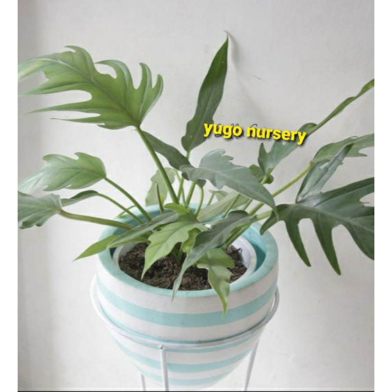 philo gergaji philodendron green saw small masih remaja rumpun