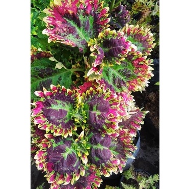 Miana Ratu Segoro Bunga Miana Premium Cantik Murah