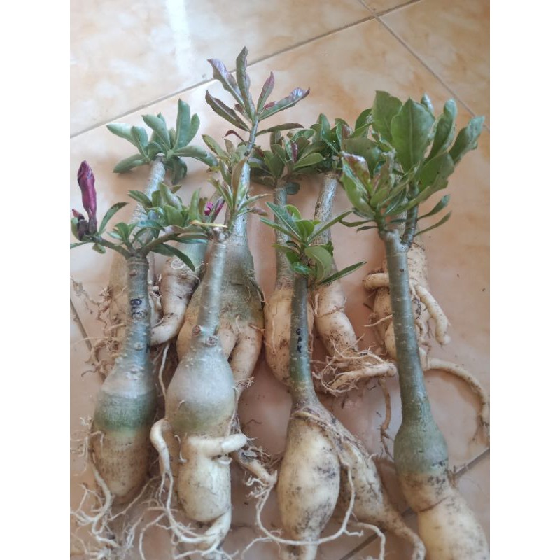 adenium tumpuk Size A