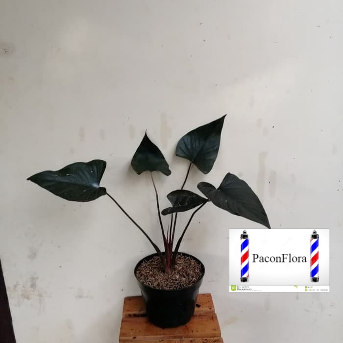 MURAH tnaman hias homalomena hitam