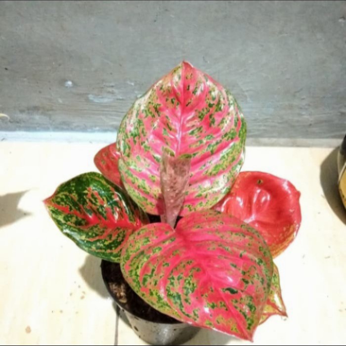 Bonggol Aglonema Wulandari