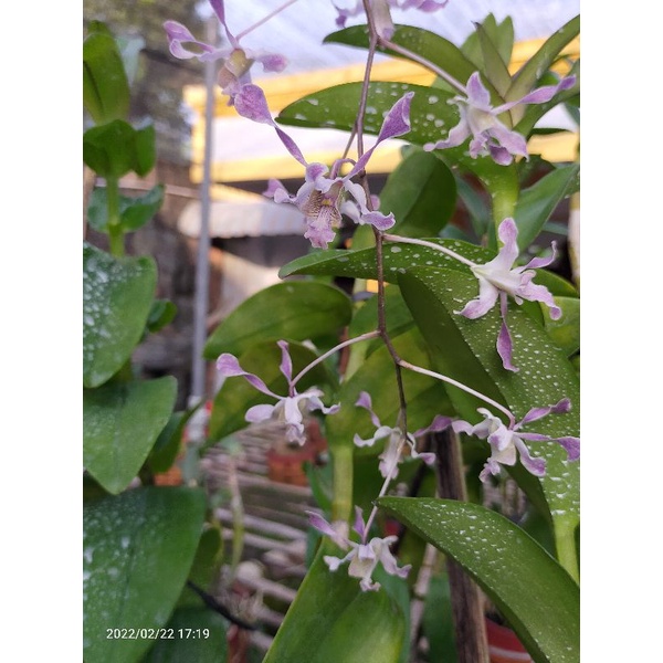 Anggrek Dendrobium Lineale blue