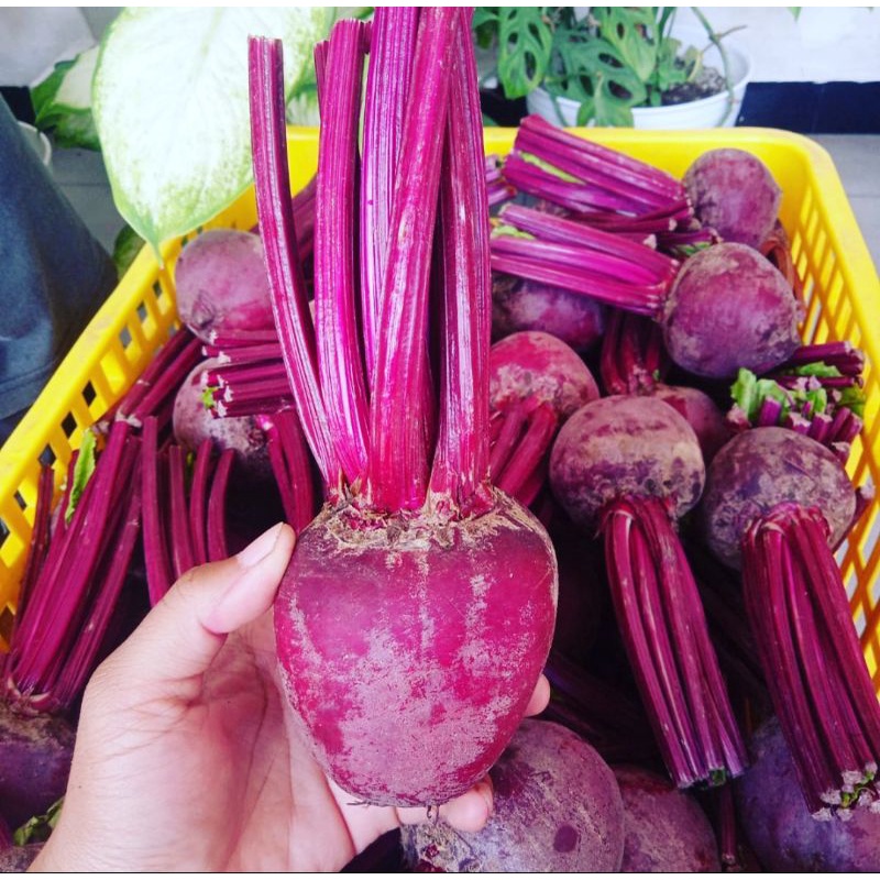 Jual Buah Bit Beetroot 1 Kg Asli Kota Batu Malang Fresh Langsung Kebun ...