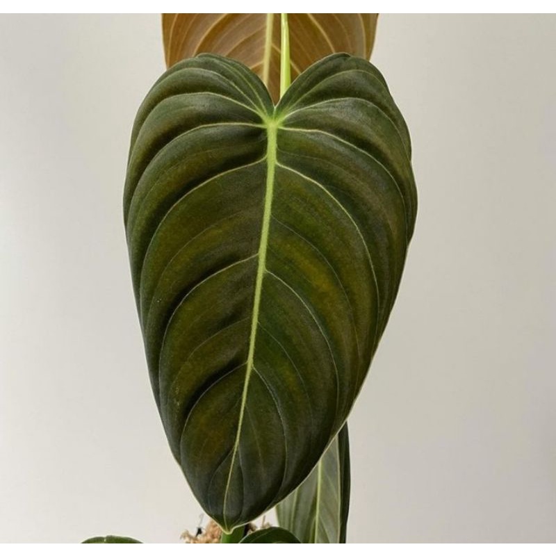 philodendron melano ekonomis (1 daun )