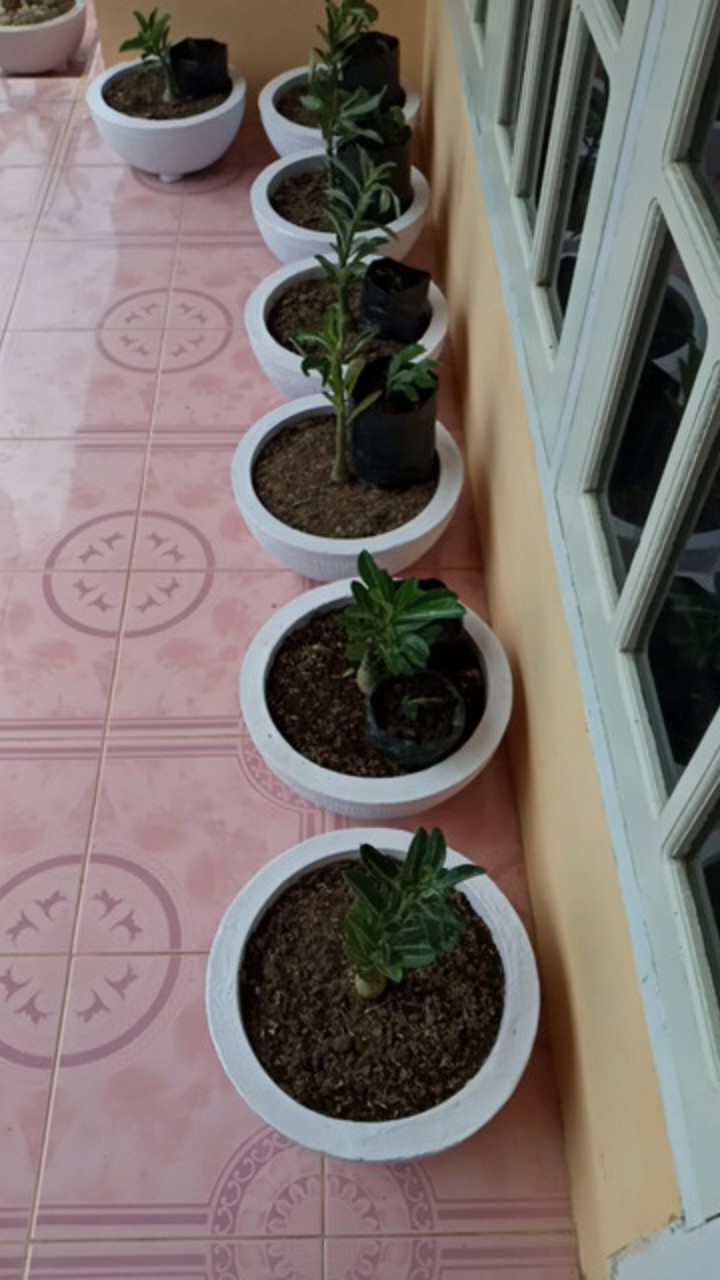 ((newww!!)) Paket 7 Bibit Bunga Tumpuk Adenium - Bibit Kamboja Jepang