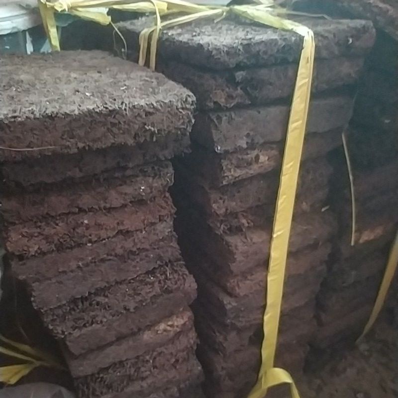 Papan akar pakis media tanam anggrek