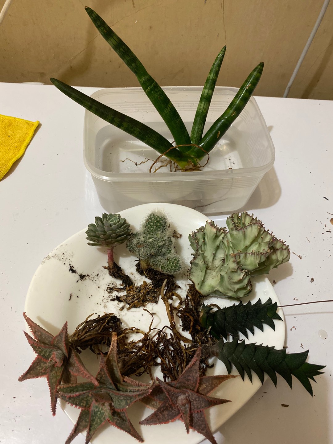 Sukulen Dan Kaktus | Euphorbia Lactea Crested