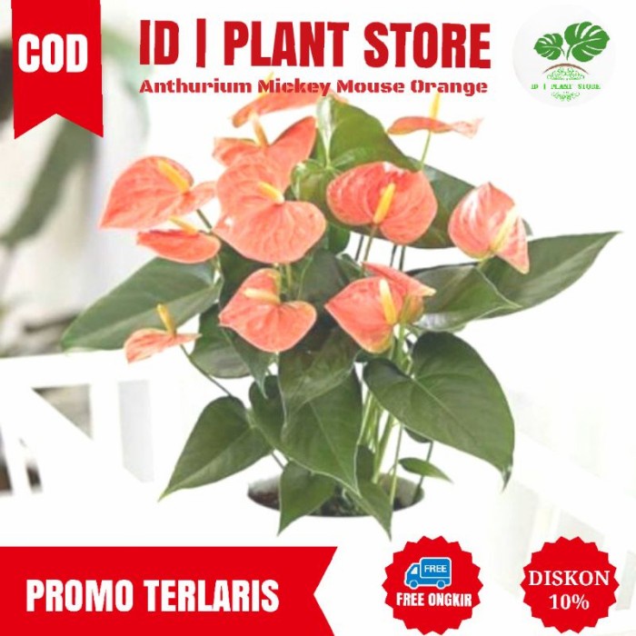Tanaman hias anthurium mickey mouse orange-anthurium mickey mouse bung