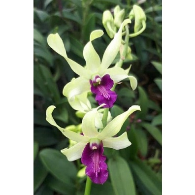 Anggrek Dendrobium Uthai Green Uthai White kondisi Dewasa Dan Spike