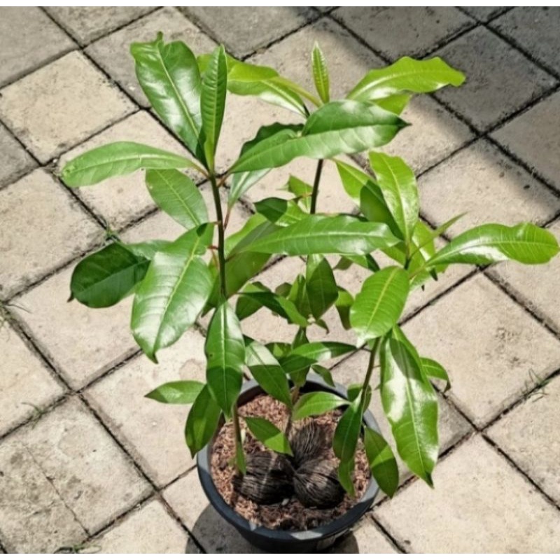 Pohon Bintaro Tanaman Pelindung Bibit Pohon Bintaro