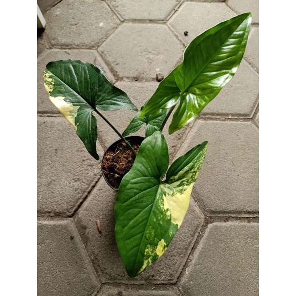 Syngonium yellow variegata