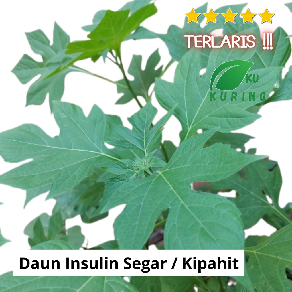 

KUKURING Daun Insulin Segar 1 Kg
