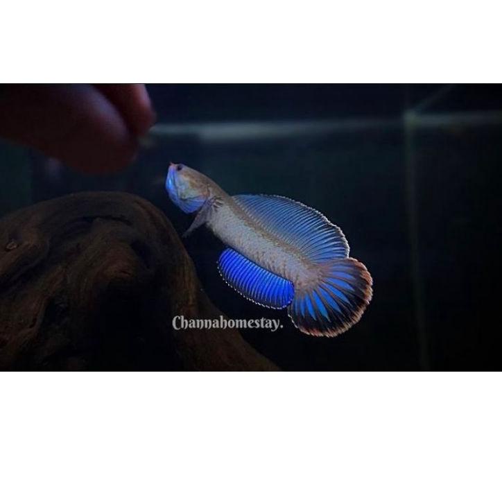 

[PRODUK G9DCN] ikan chana andrao 5-7cm calon gondrong NVE