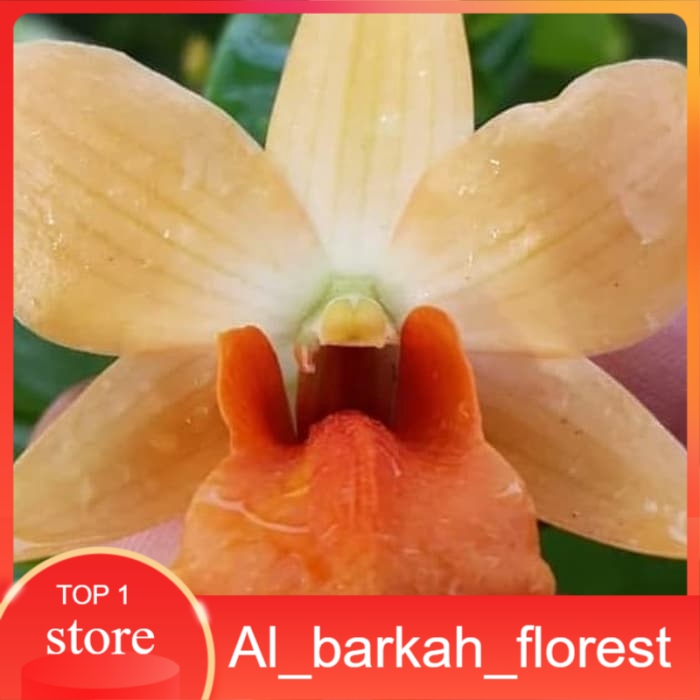 Anggrek Dendrobium Frosty Orange