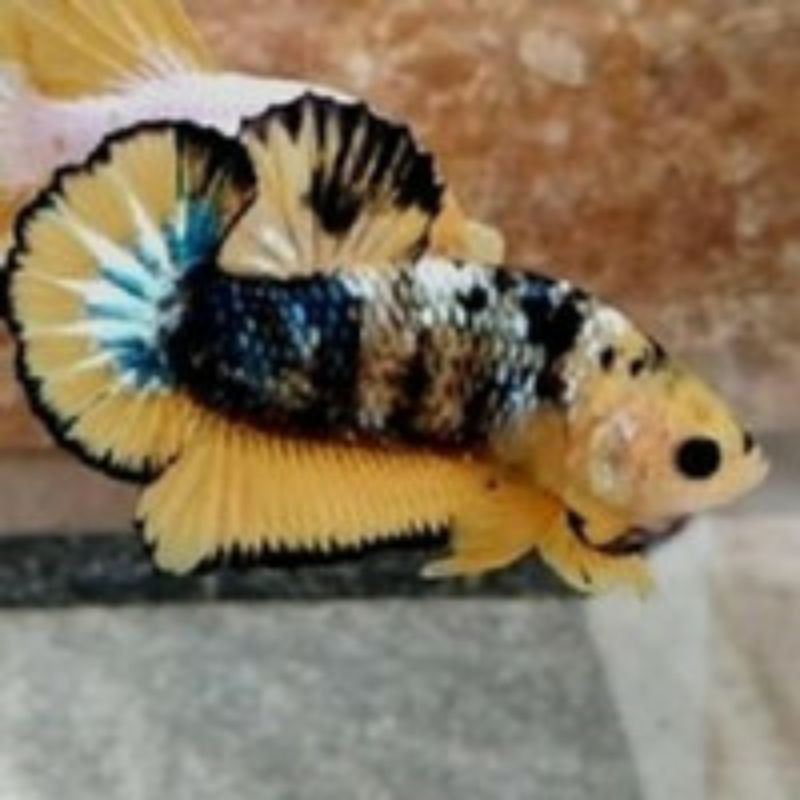 cupang yellow base plakat jantan