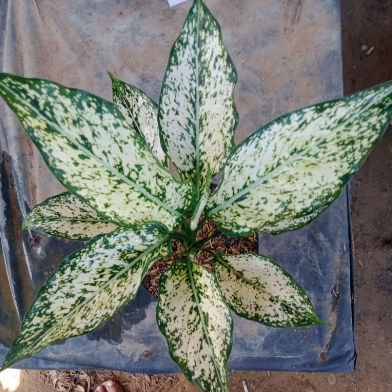 Aglonema dudwhite/aglonema murah