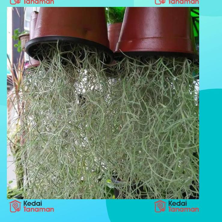 Tanaman Tillandsia Spanish Moss - Tillandsia Jenggot Musa 