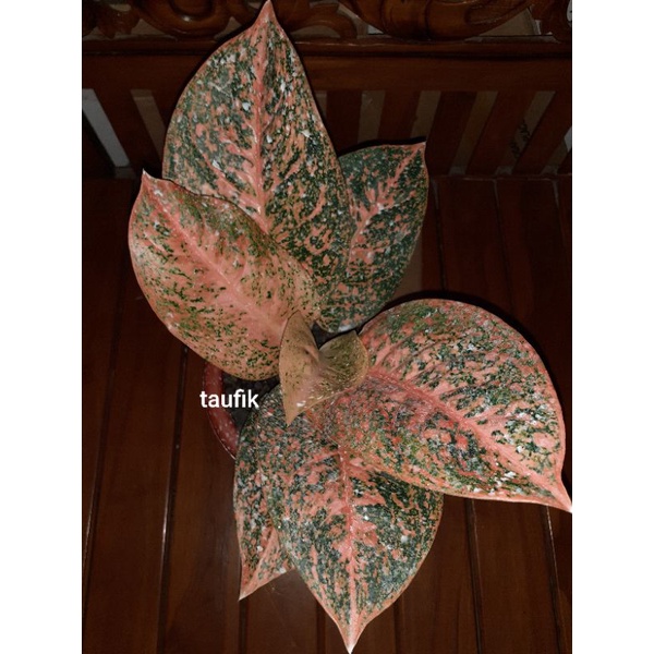 aglaonema stardust orange