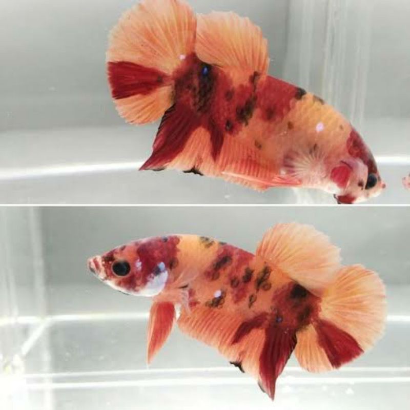 Ikan cupang nemo sepasang siap breed