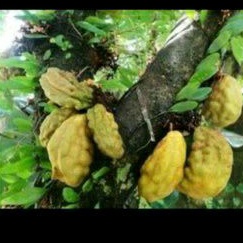 

Buah Namnam / Pokih