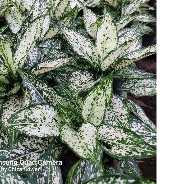 PROMOSI  7.7 TANAMAN HIAS AGLONEMA SNOW WHITE HARGA MURAH BERKUALITAS Tanaman Murah / Tanian Lokal /