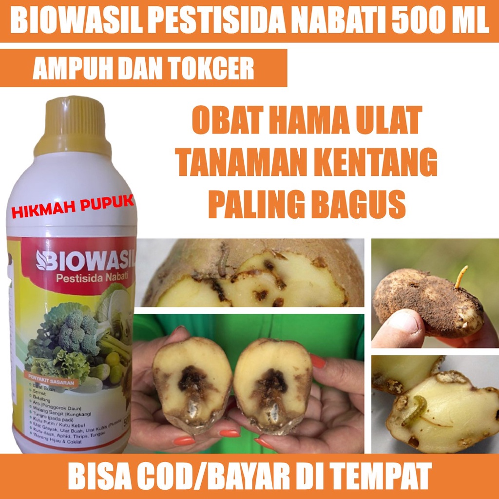 (PROMO COD) BIOWASIL OBAT PEMBASMI HAMA ULAT KENTANG, BAWANG MERAH, SAWI, Obat Hama Ulat Sayuran Ken
