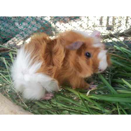 Guinea Pig Abyisinian Hewan Peliharaan Marmut Abyisinian