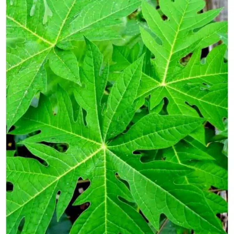 

daun pepaya segar 500grm