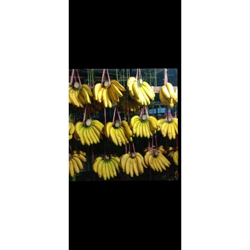 

pisang Ambon