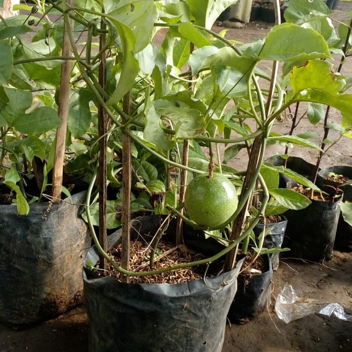 DISCOUNT BIBIT POHON BUAH MARKISA MANIS BERBUAH - TANAMAN RAMBAT MARKISA MANIS