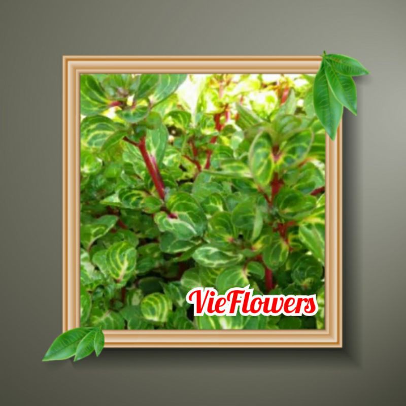 Tanaman hias - bibit Bunga Bayam Batang Merah