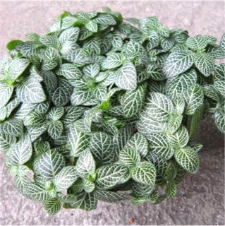 Tanaman hias bunga  fittonia  albivenis green Shopee Indonesia