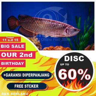 arwana jardini / irian 6-7cm | shopee indonesia