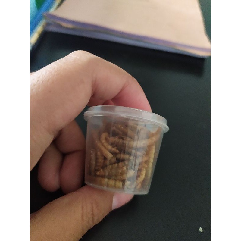 dried mealworm/ ulat kering, maggot kering, jangkrik kering