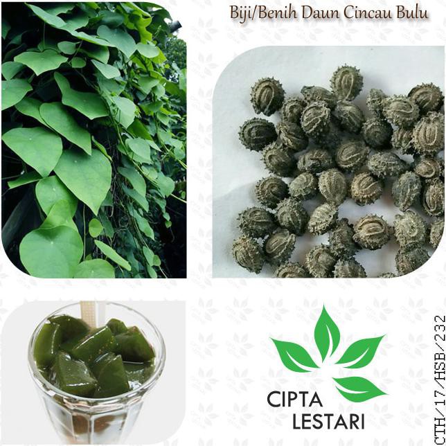 New Benih Biji Cincau Bulu  25 Butir - Pohon Cincau Hijau Tanaman Rambat Stok Terbatas