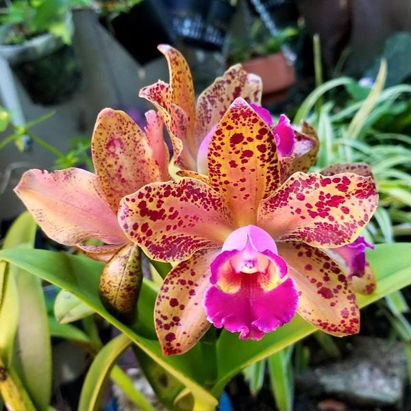 Anggrek Cattleya Waianae Leopard