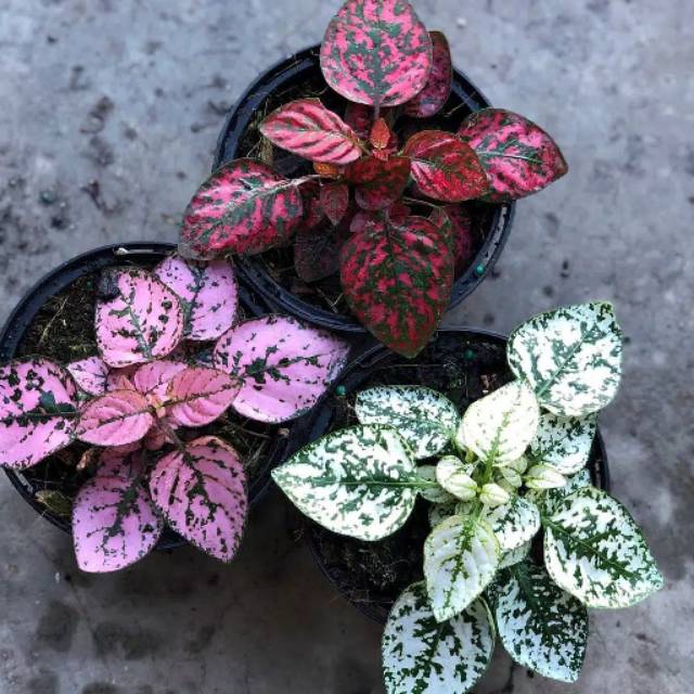 Paket 3 warna daun mungil Tanaman Hias Daun Hypoestes Polkadot